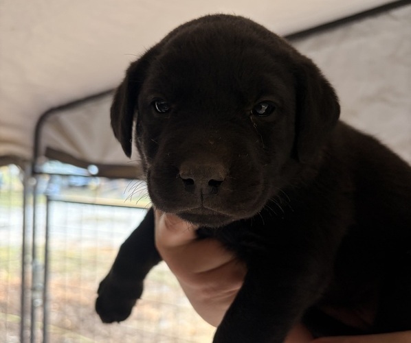 Medium Photo #1 Labrador Retriever Puppy For Sale in GARLAND, NC, USA
