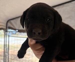 Labrador Retriever Puppy for sale in GARLAND, NC, USA