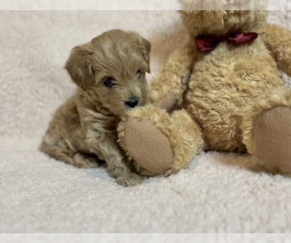 Medium Photo #3 Maltipoo Puppy For Sale in WEST PALM BEACH, FL, USA