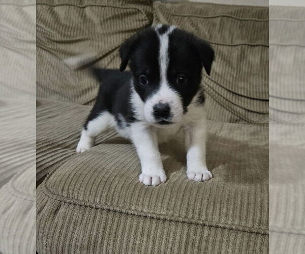 Medium Photo #1 Great Pyrenees-Unknown Mix Puppy For Sale in OKLAHOMA CITY, OK, USA