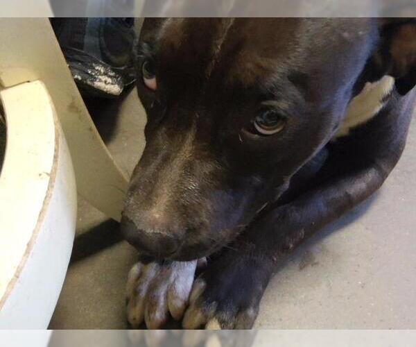 Medium Photo #1 Mutt Puppy For Sale in Tulsa, OK, USA