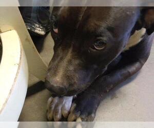 Mutt Dogs for adoption in Tulsa, OK, USA