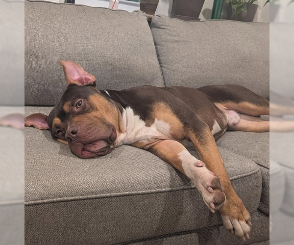 Medium Photo #7 American Bulldog-Bullmastiff Mix Puppy For Sale in Decatur, GA, USA