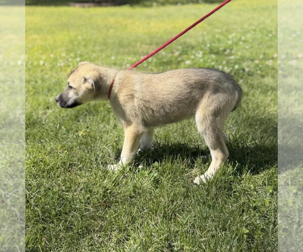 Medium Photo #3 Great Pyrenees Puppy For Sale in Yardley, PA, USA
