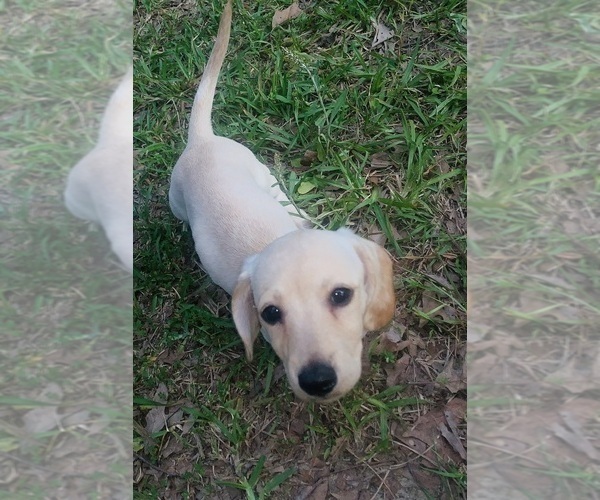 Medium Photo #10 Dachshund Puppy For Sale in DENHAM SPRINGS, LA, USA