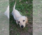 Small #9 Dachshund