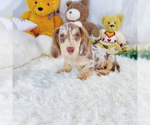 Dachshund Puppy for sale in ASTORIA, NY, USA