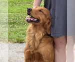 Small Photo #1 Golden Retriever Puppy For Sale in LEBANON, IL, USA