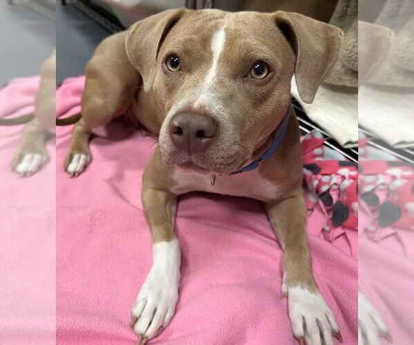 Medium Photo #1 Mutt Puppy For Sale in South Bend, IN, USA