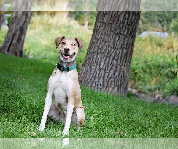 Medium Photo #4 Mutt Puppy For Sale in Sandy, UT, USA