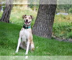 Small #3 Mutt
