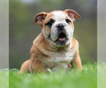 Puppy STASHA AKC Bulldog