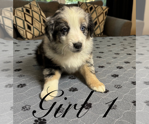 Medium Photo #58 Miniature Australian Shepherd Puppy For Sale in SALISBURY, NC, USA