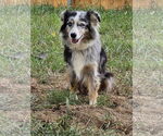 Small #7 Australian Shepherd