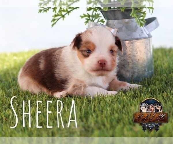 Medium Photo #8 Miniature Australian Shepherd Puppy For Sale in GRANBURY, TX, USA