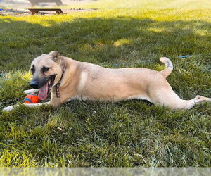 SINBAD Low Fee!  In PA!! - Male Mountain Cur-Rhodesian Ridgeback Mix Dog for Adoption - Photo #3
