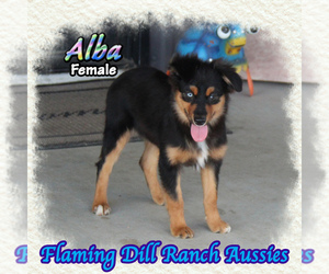 Miniature Australian Shepherd Puppy for sale in FORESTBURG, TX, USA