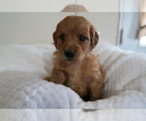 Goldendoodle Puppy for sale in FORT WAYNE, IN, USA