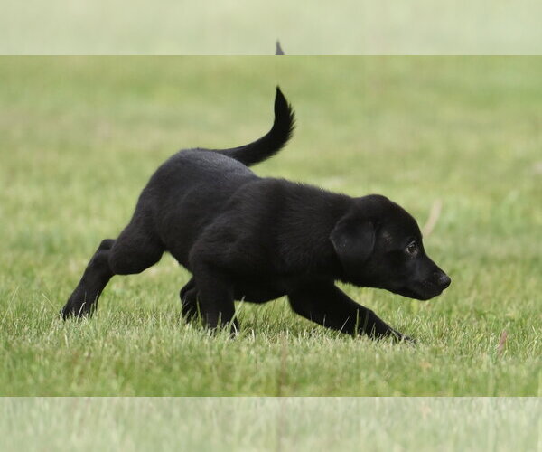 Medium Photo #7 Borador Puppy For Sale in Mechanicsburg, PA, USA