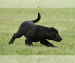 Small #6 Borador