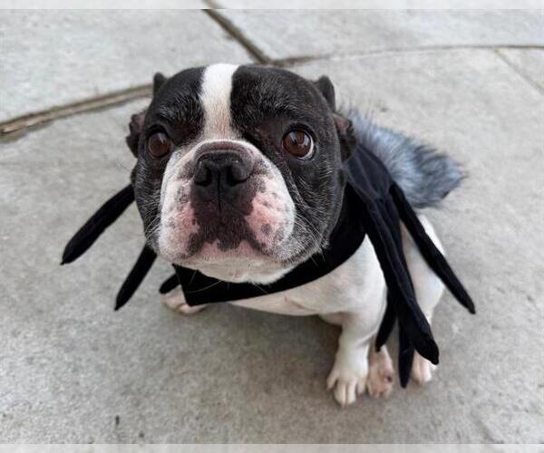 Medium Photo #1 French Bulldog Puppy For Sale in Martinez, CA, USA