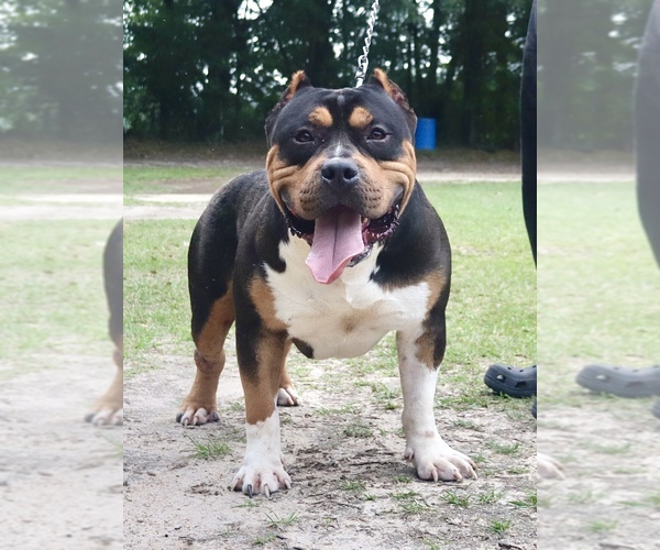 Medium Photo #1 American Bully Puppy For Sale in ORANGEBURG, SC, USA