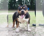 Small Photo #1 American Bully Puppy For Sale in ORANGEBURG, SC, USA