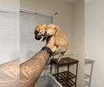 Small #37 Cane Corso-Saint Bernard Mix