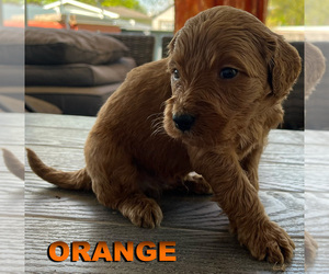 Medium Goldendoodle