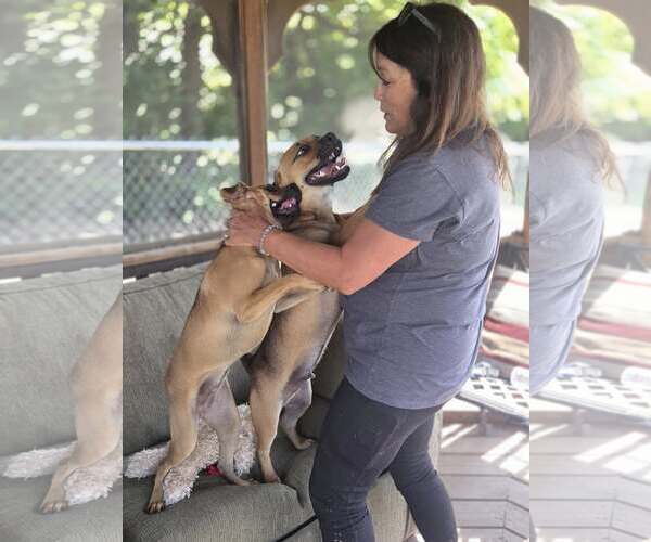 Medium Photo #2 Pug-Unknown Mix Puppy For Sale in Martinsburg, WV, USA