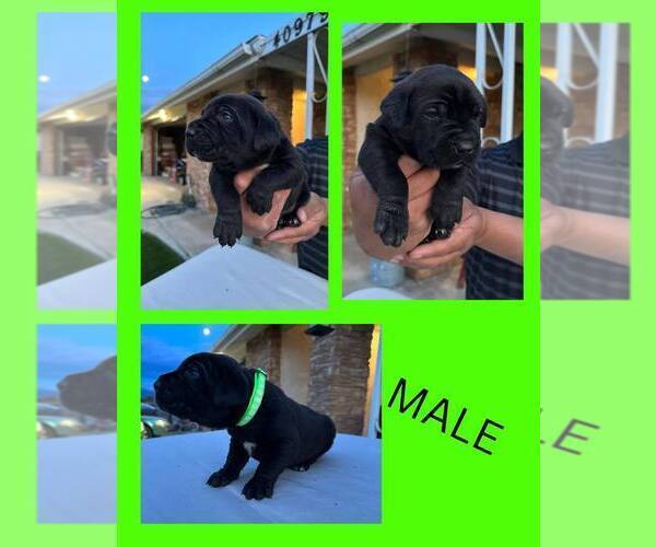Medium Photo #1 Cane Corso Puppy For Sale in HEMET, CA, USA