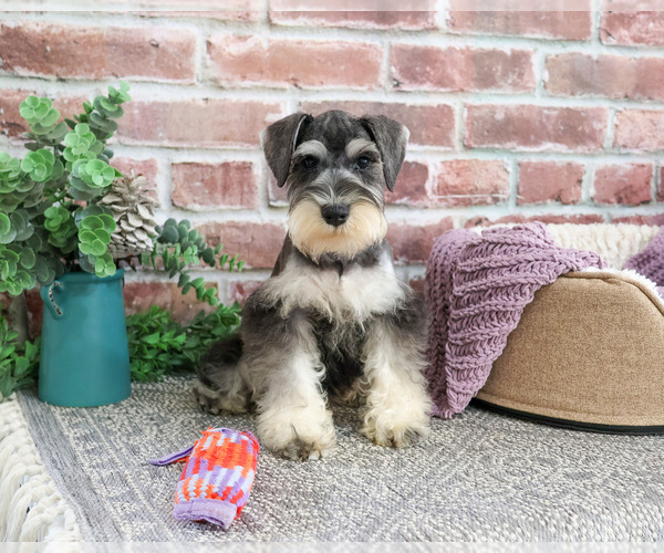 Medium Photo #6 Schnauzer (Miniature) Puppy For Sale in SYRACUSE, IN, USA