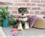 Small Photo #6 Schnauzer (Miniature) Puppy For Sale in SYRACUSE, IN, USA