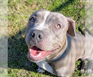 Mutt Dogs for adoption in Houston, TX, USA