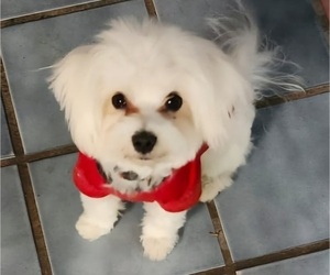 Maltese Puppy for sale in PLACITAS, NM, USA