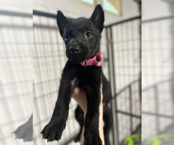 Medium Photo #1 Mutt Puppy For Sale in Imlay City, MI, USA