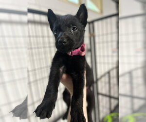 Mutt Dogs for adoption in Imlay City, MI, USA