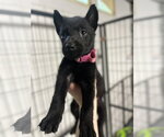 Small Mutt