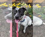 Small #5 American Pit Bull Terrier-Pointer Mix