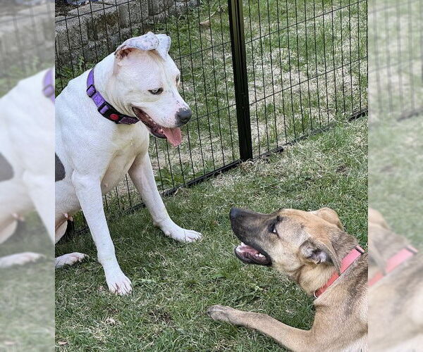 Medium Photo #6 Greyhound-Unknown Mix Puppy For Sale in Westmont, IL, USA