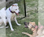 Small #5 Greyhound Mix