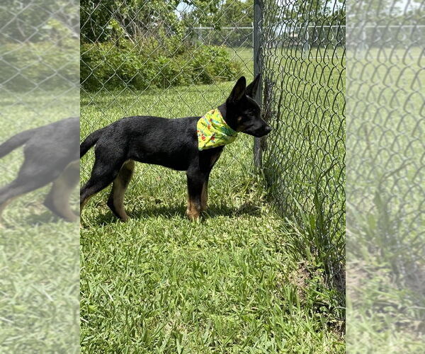 Medium Photo #2 German Shepherd Dog-Unknown Mix Puppy For Sale in San Leon, TX, USA