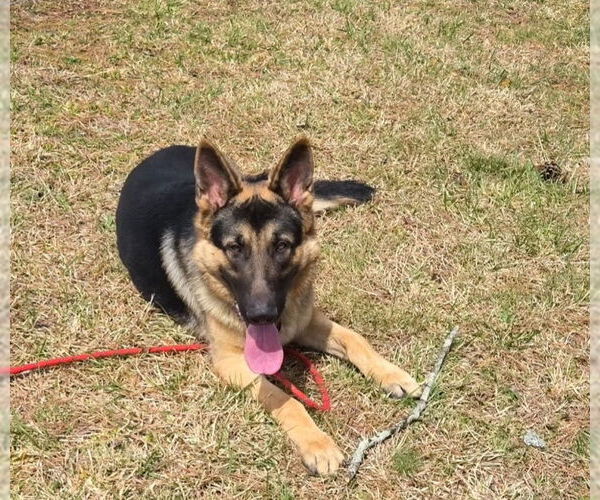 Medium Photo #2 German Shepherd Dog Puppy For Sale in LOGANVILLE, GA, USA