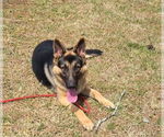 Small #1 German Shepherd Dog