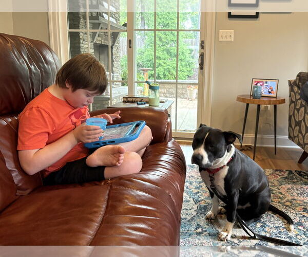 Medium Photo #13 Mutt Puppy For Sale in Spotsylvania, VA, USA