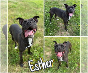 Esther - Fee Waived - Female American Staffordshire Terrier-Unknown Mix Dog for Adoption - Photo #3