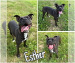 Small #2 American Staffordshire Terrier Mix