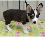 Small #2 Pembroke Welsh Corgi
