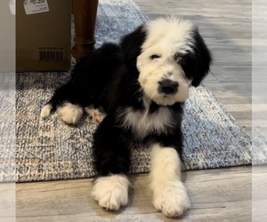 Sheepadoodle Puppy for sale in BROADWAY, NC, USA