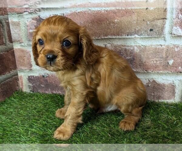 Medium Photo #8 Cavalier King Charles Spaniel Puppy For Sale in MOBERLY, MO, USA
